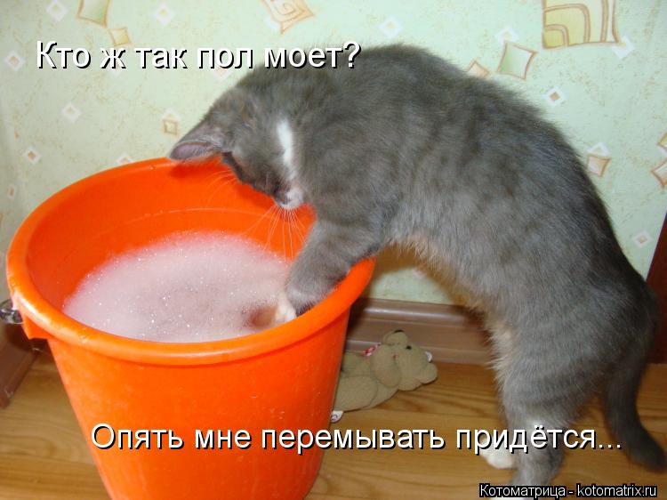 Котоматрица: Кто ж так пол моет? Опять мне перемывать придётся...