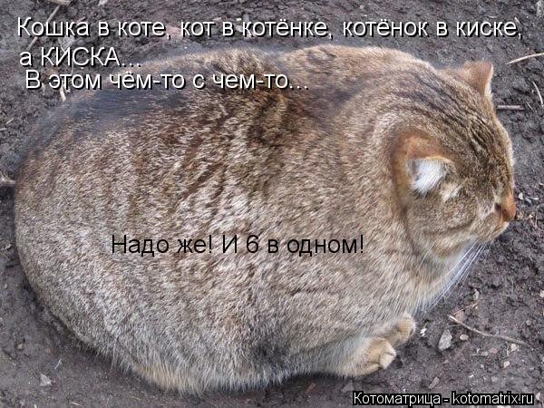 Котоматрица: Кошка в коте, кот в котёнке, котёнок в киске, а КИСКА... В этом чём-то с чем-то... Надо же! И 6 в одном!