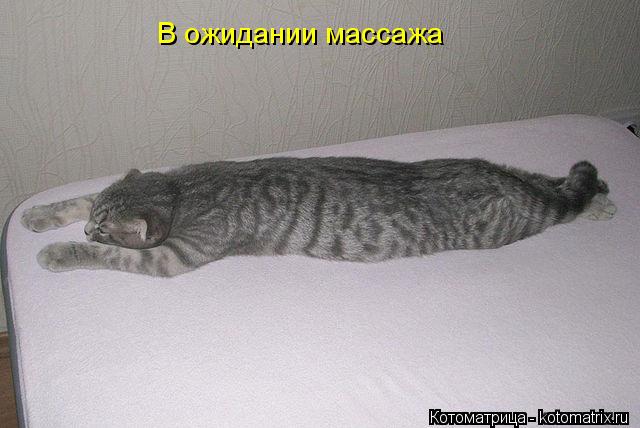 Котоматрица: В ожидании массажа