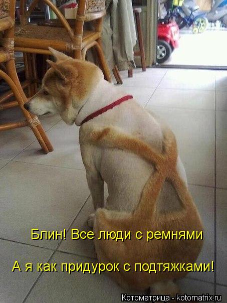 Котоматрица: Блин! Все люди с ремнями А я как придурок с подтяжками!