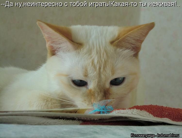 Котоматрица: --Да ну,неинтересно с тобой играть!Какая-то ты неживая!..