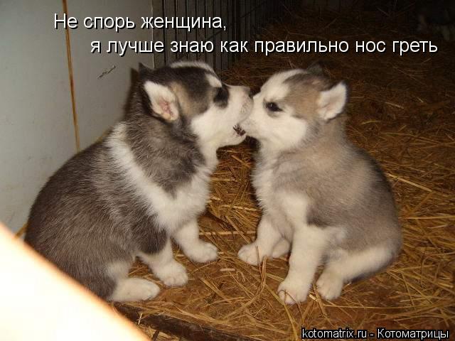Котоматрица: Не спорь женщина, я лучше знаю как правильно нос греть