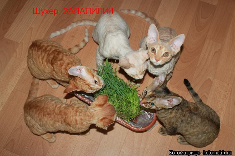 Котоматрица: Шухер, ЗАПАЛИЛИ!!
