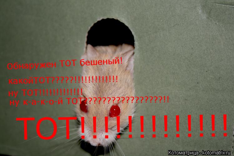 Котоматрица: Обнаружен ТОТ бешеный! какойТОТ?????!!!!!!!!!!!!! ну ТОТ!!!!!!!!!!!!! ну к-а-к-о-й ТОТ?????????????????!!  ТОТ!!!!!!!!!!!!!!!!!!!!!!!!!!!!!