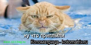 Котоматрица: ну что приплыли