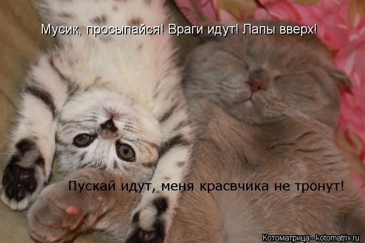 Котоматрица: Мусик, просыпайся! Враги идут! Лапы вверх! Пускай идут, меня красвчика не тронут!