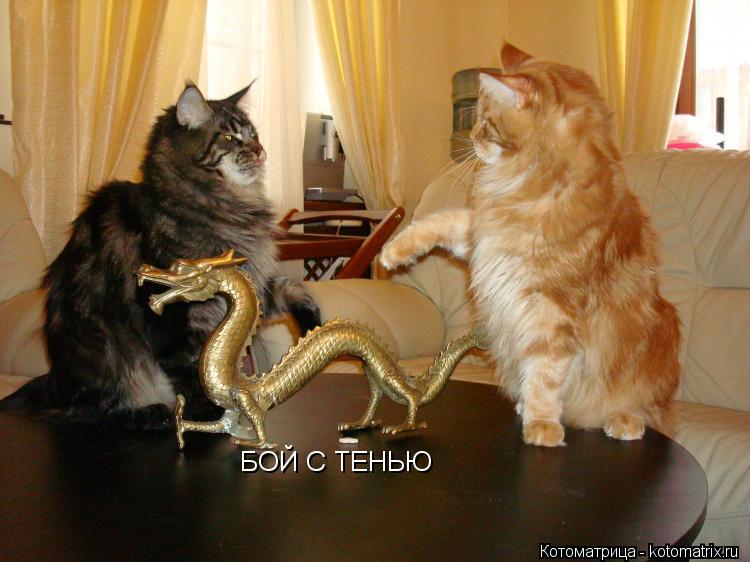 Котоматрица: БОЙ С ТЕНЬЮ