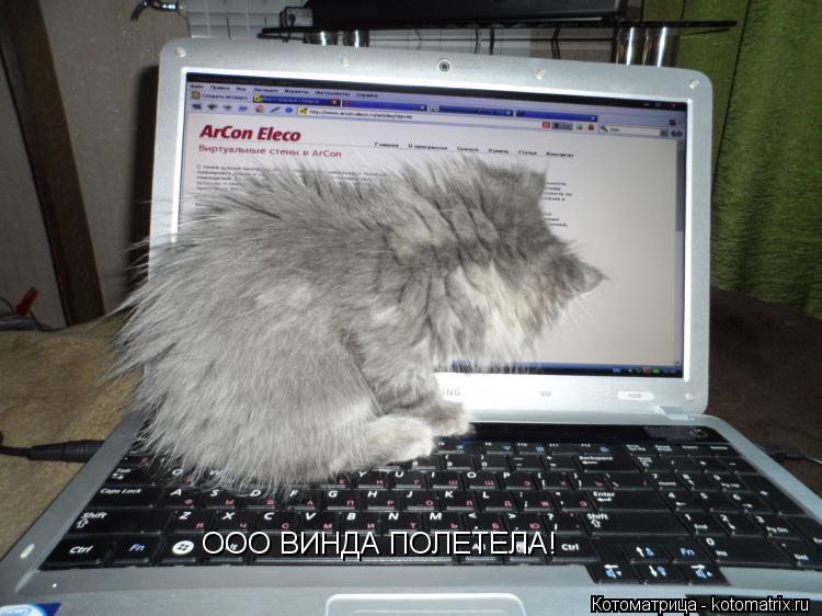 Котоматрица: ООО ВИНДА ПОЛЕТЕЛА!