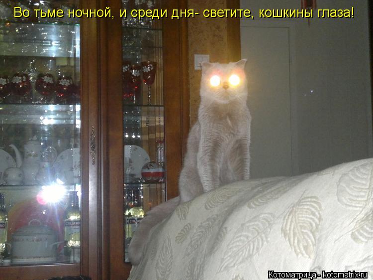 Котоматрица: Во тьме ночной, и среди дня- светите, кошкины глаза!