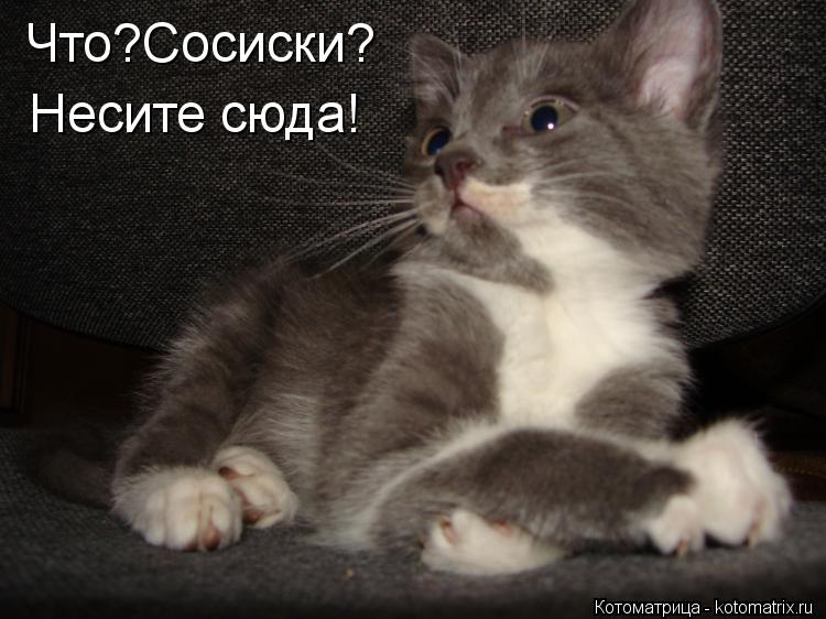 Котоматрица: Что?Сосиски? Несите сюда!