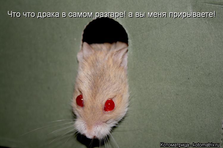 Котоматрица: Что что драка в самом разгаре! а вы меня прирываете!