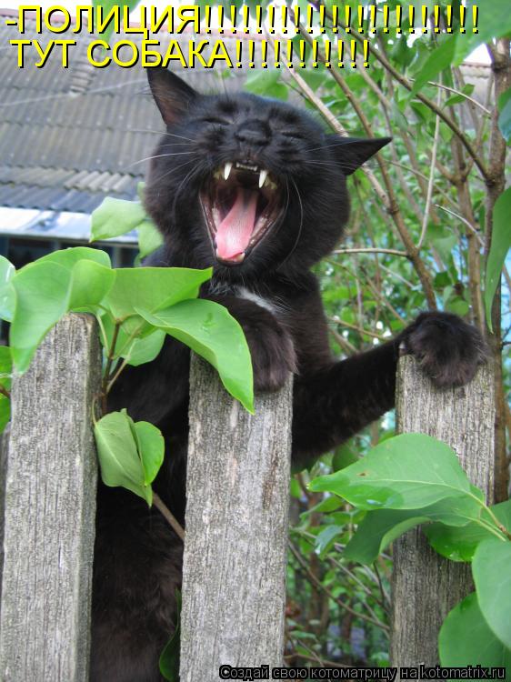 Котоматрица: -ПОЛИЦИЯ!!!!!!!!!!!!!!!!!!!!!! ТУТ СОБАКА!!!!!!!!!!!