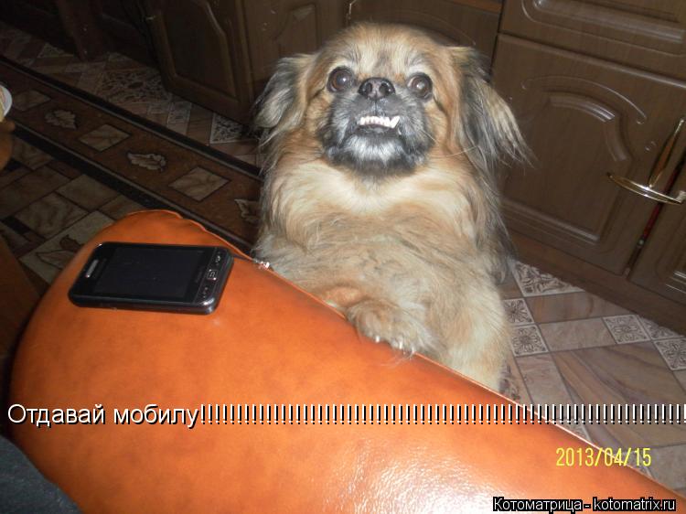Котоматрица: Отдавай мобилу!!!!!!!!!!!!!!!!!!!!!!!!!!!!!!!!!!!!!!!!!!!!!!!!!!!!!!!!!!!!!!!!!!!!!!!!!!!!!!!!!!!!!!!!!!!!!!!!!!!!!!