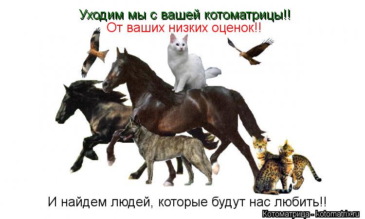 Котоматрица: Уходим мы с вашей котоматрицы!! От ваших низких оценок!! И найдем людей, которые будут нас любить!!
