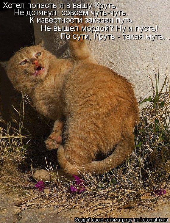Котоматрица: Хотел попасть я в вашу Круть, Не дотянул  совсем чуть-чуть.  К известности заказан путь. Не вышел мордой? Ну и пусть! По сути, Круть - такая муть