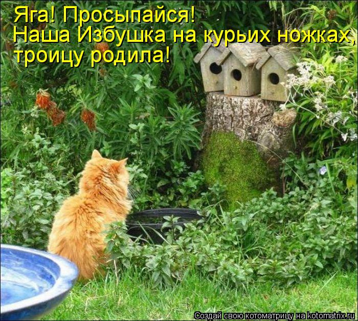 Котоматрица: Яга! Просыпайся! Наша Избушка на курьих ножках, троицу родила!