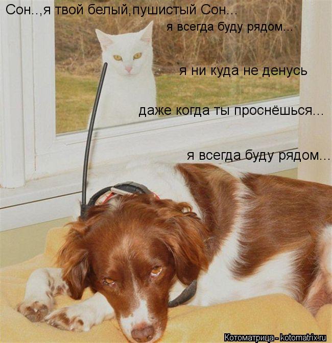я ни куда не денусь я всегда буду рядом... я всегда буду рядом... даже когда ты проснёшься... Сон..,я... Котоматрица: я ни куда не денусь я всегда буду рядом... я всегда буду рядом... даже когда ты проснёшься... Сон..,я твой белый,пушистый Сон...
