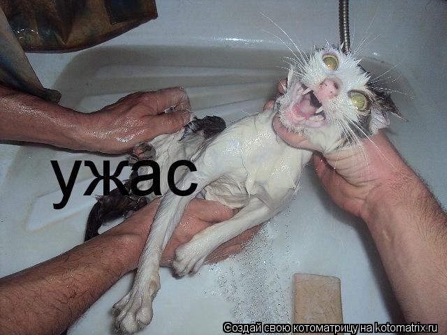 Котоматрица: ужас