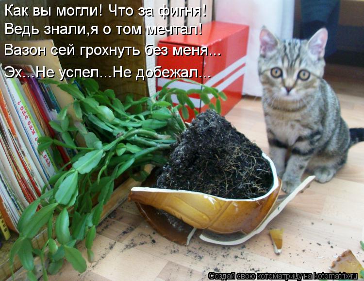 Ведь знали,я о том мечтал! Вазон сей грохнуть без меня... Эх...Не успел...Не добежал... Как вы могли!... Котоматрица: Ведь знали,я о том мечтал! Вазон сей грохнуть без меня... Эх...Не успел...Не добежал... Как вы могли! Что за фигня!