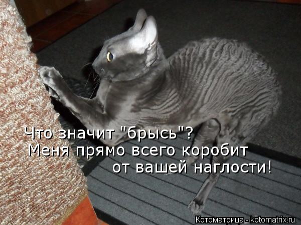 Котоматрица: Что значит "брысь"? Меня прямо всего коробит от вашей наглости!
