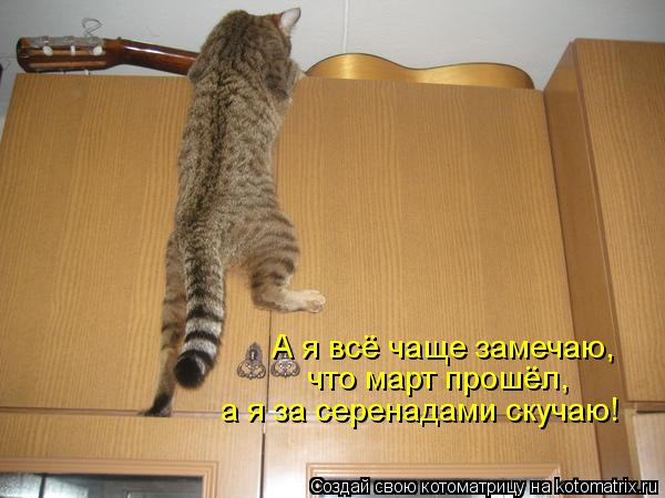 Котоматрица: А я всё чаще замечаю, что март прошёл, а я за серенадами скучаю!