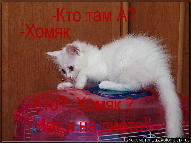 Котоматрица: -Кто там А? -Хомяк -Кто?, Хомяк ?  Нет я на диете!! Нет я на диете!!