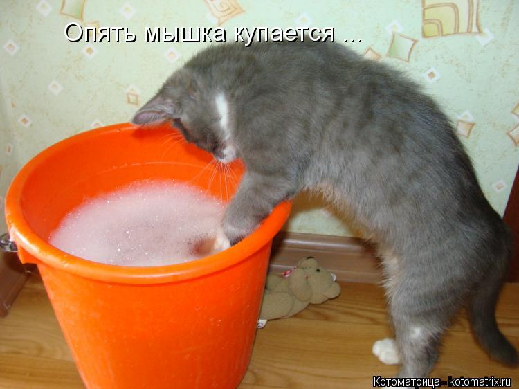 Котоматрица: Опять мышка купается ...