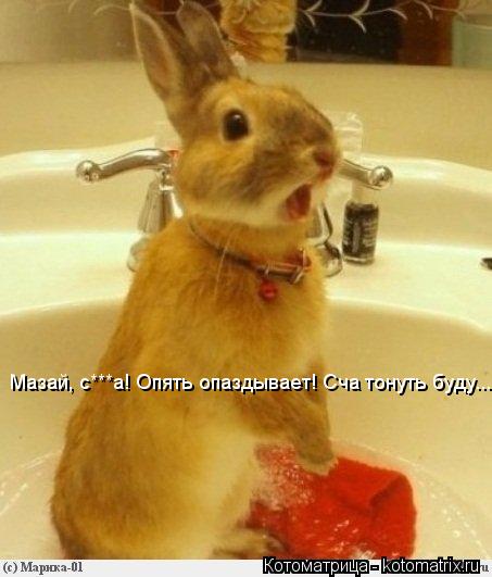 Котоматрица: Мазай, с***а! Опять опаздывает! Сча тонуть буду...