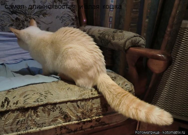 Котоматрица: самая длиннохвостая и злая кошка