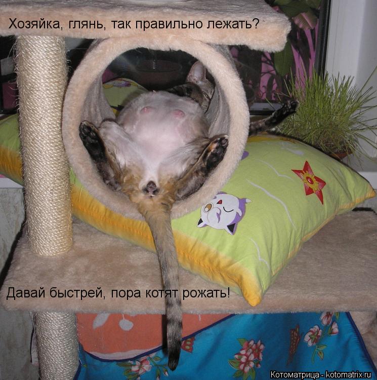 Котоматрица: Хозяйка, глянь, так правильно лежать? Давай быстрей, пора котят рожать!