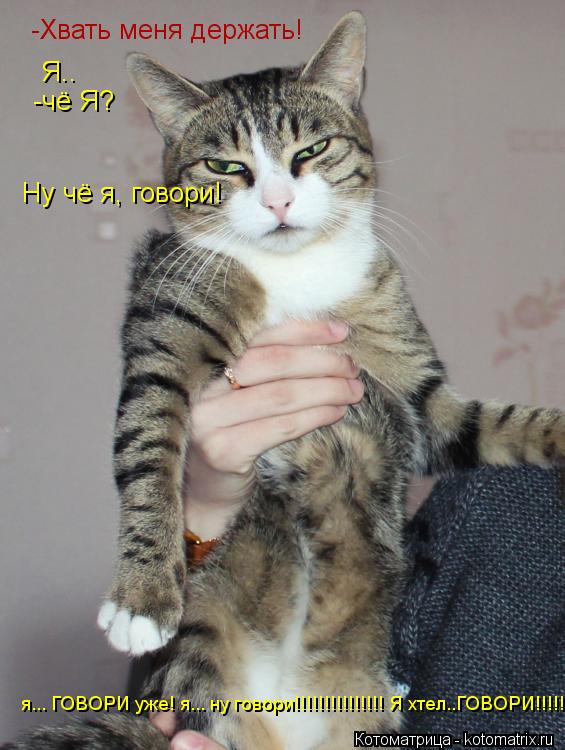 Котоматрица: -Хвать меня держать! -чё Я? Ну чё я, говори! Я.. я... ГОВОРИ уже! я... ну говори!!!!!!!!!!!!!!! Я хтел..ГОВОРИ!!!!!!!!!!!!!