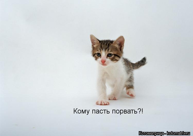 Котоматрица: Кому пасть порвать?!