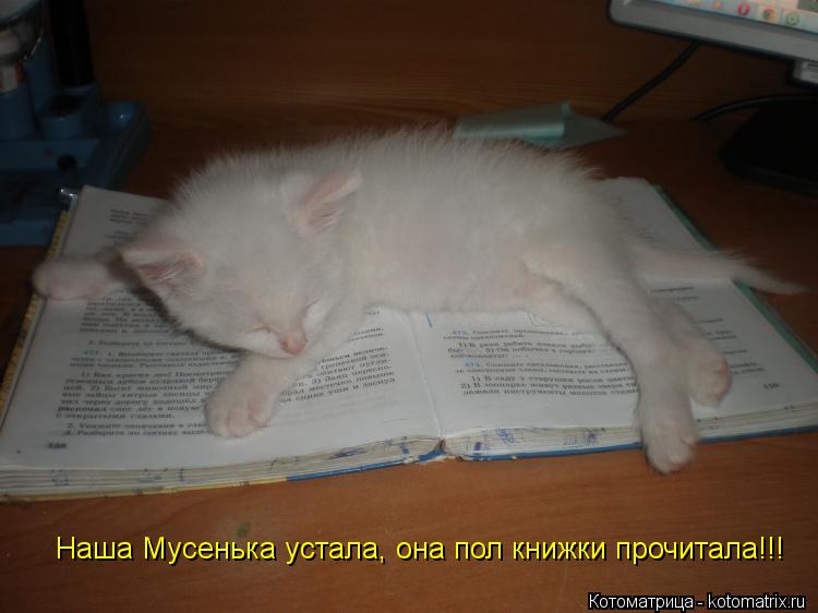 Котоматрица: Наша Мусенька устала, она пол книжки прочитала!!!
