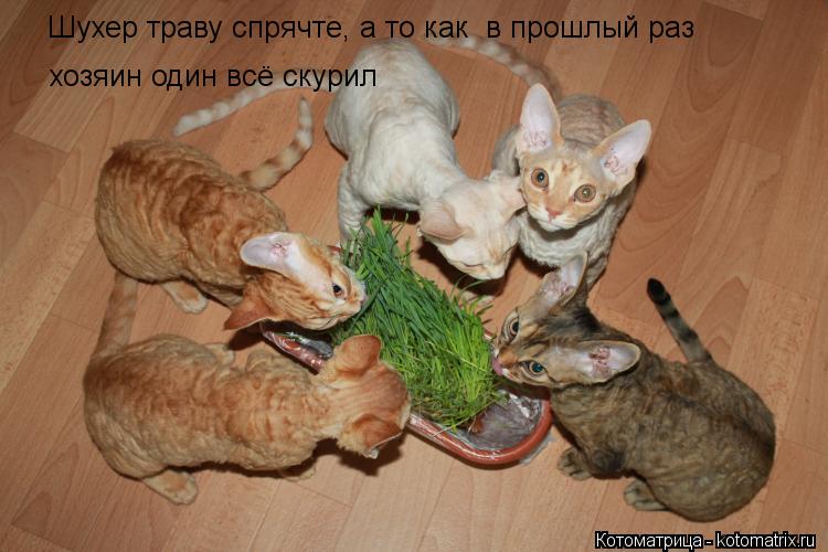Котоматрица: Шухер траву спрячте, а то как  в прошлый раз хозяин один всё скурил