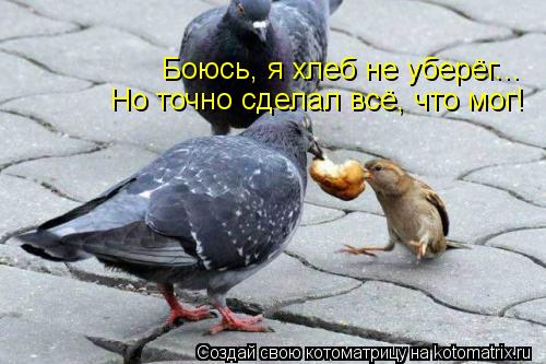 Котоматрица: Боюсь, я хлеб не уберёг... Но точно сделал всё, что мог!