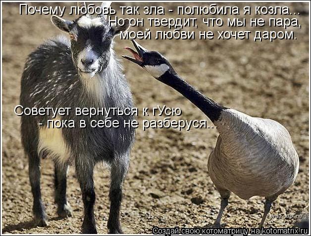 Котоматрица: Почему любовь так зла - полюбила я козла... Но он твердит, что мы не пара,  моей любви не хочет даром. Советует вернуться к гУсю - пока в себе не 