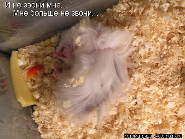 Котоматрица: И не звони мне... Мне больше не звони...