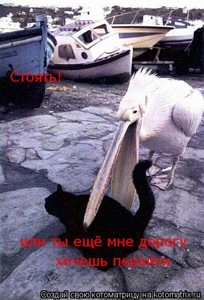 Котоматрица: Стоять! или ты ещё мне дорогу  хочешь перейти