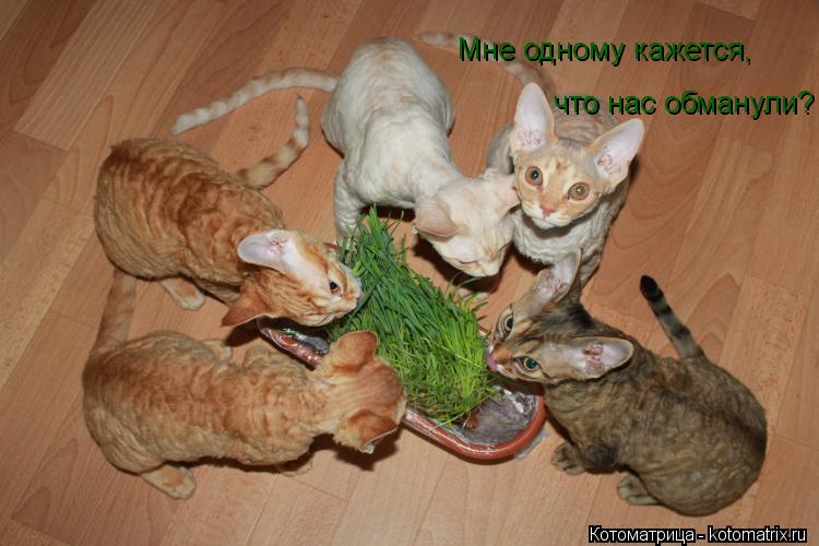 Котоматрица: Мне одному кажется,  что нас обманули?