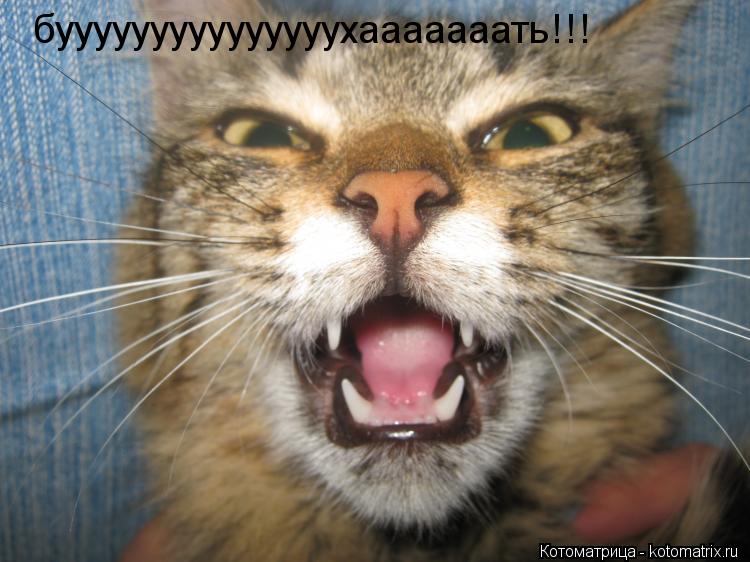 Котоматрица: бууууууууууууууухааааааать!!!