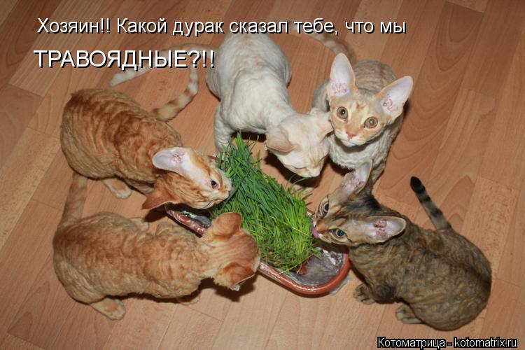 Котоматрица: Хозяин!! Какой дурак сказал тебе, что мы ТРАВОЯДНЫЕ?!!