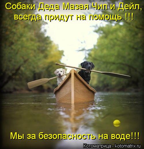 Котоматрица: Собаки Деда Мазая Чип и Дейл,  всегда придут на помощь !!! Мы за безопасность на воде!!!