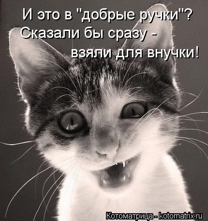 И это в "добрые ручки"? Сказали бы сразу - взяли для внучки!... Котоматрица: И это в "добрые ручки"? Сказали бы сразу - взяли для внучки!