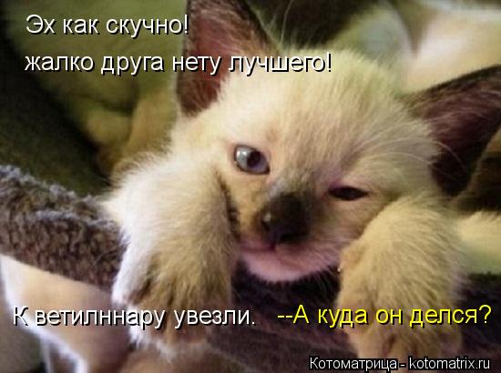 Котоматрица: Эх как скучно! жалко друга нету лучшего! --А куда он делся? К ветилннару увезли.