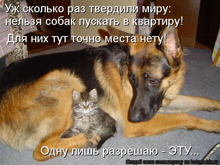 Котоматрица: Уж сколько раз твердили миру: нельзя собак пускать в квартиру! Для них тут точно места нету!  Одну лишь разрешаю - ЭТУ...