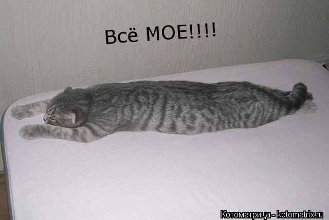 Котоматрица: Всё МОЕ!!!!