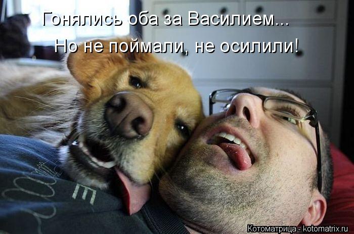 Котоматрица: Гонялись оба за Василием... Но не поймали, не осилили!