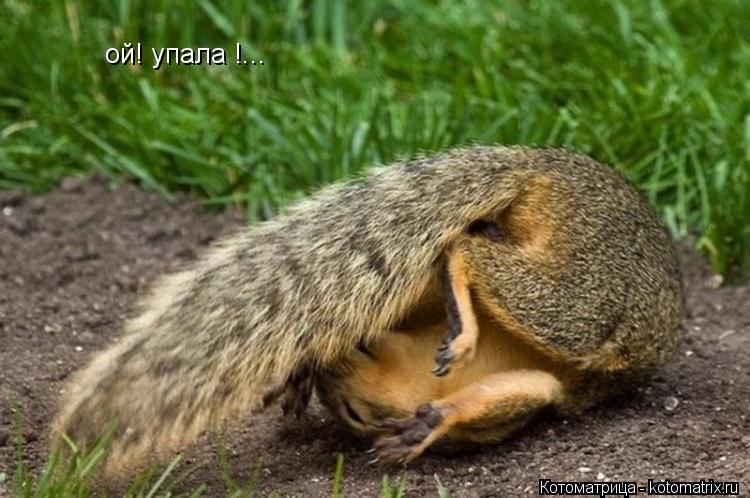 ой! упала !...... Котоматрица: ой! упала !...