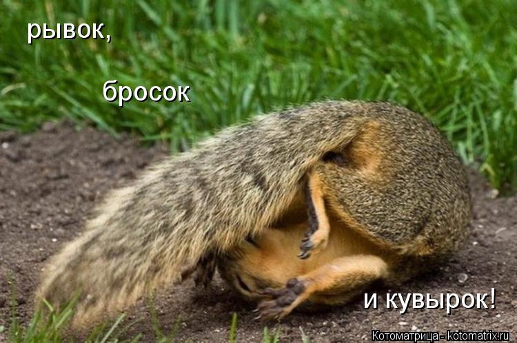 рывок, бросок и кувырок!... Котоматрица: рывок, бросок и кувырок!