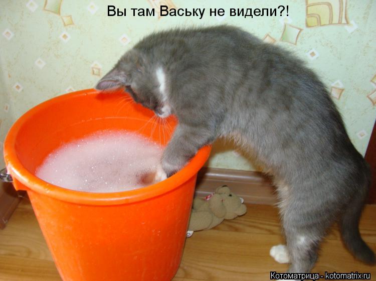 Котоматрица: Вы там Ваську не видели?!